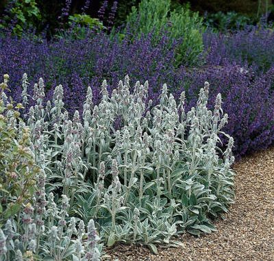 stachys
