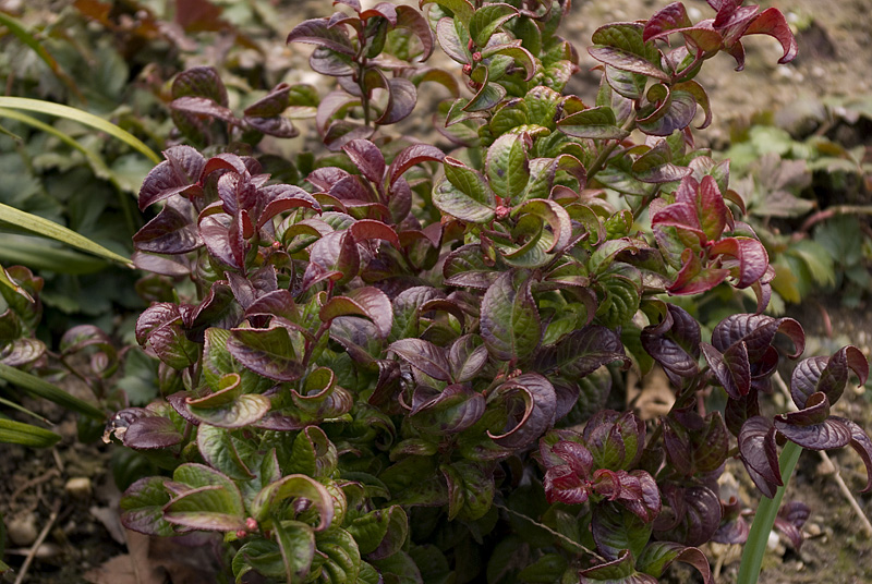 leucothoe-curly-red-imgp0211