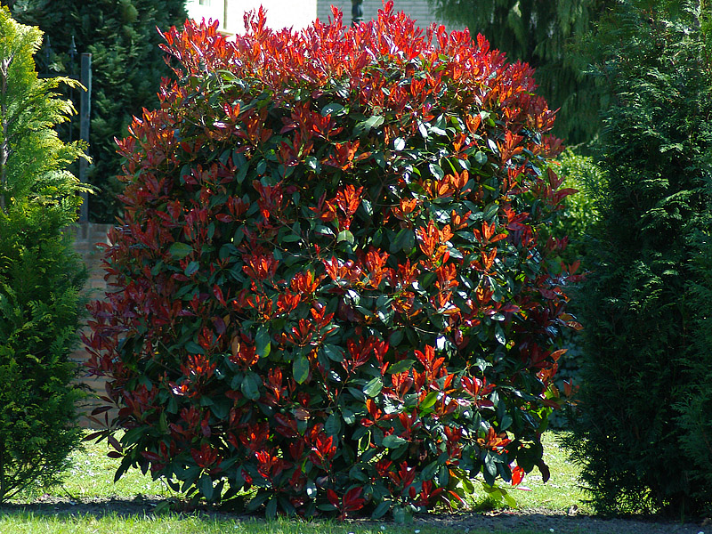 Red Photinia