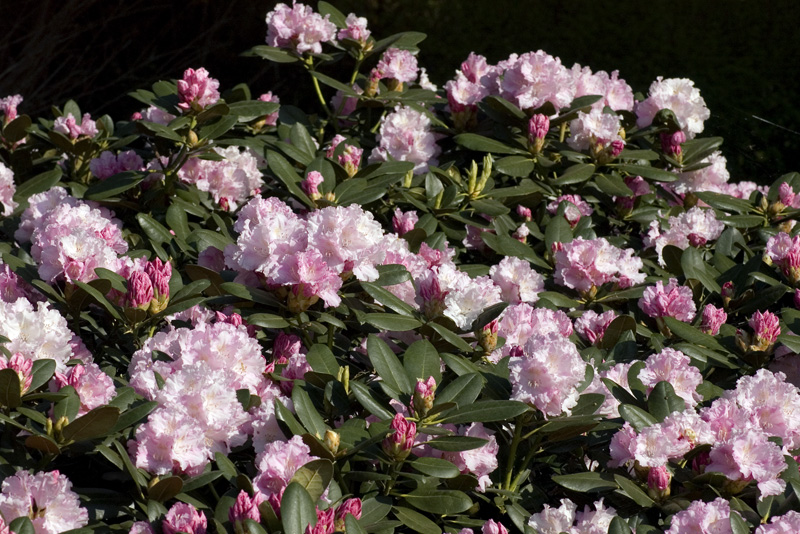 rhododendron-silberwolke-imgp2273