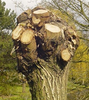 knotwilg Salix alba (knotwilg)