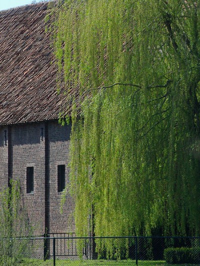 salix-alba-tristis Salix alba Tristis (Treurwilg)