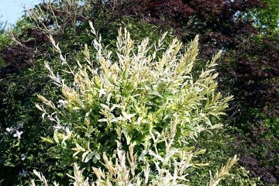 salix-integra-hakuro-nishikii-imgp2242 Salix integra Hakuro Nishikii (Japans wilgje)