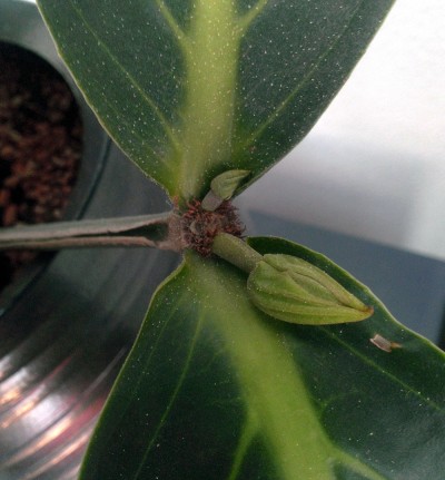 Medinilla jonge scheuten