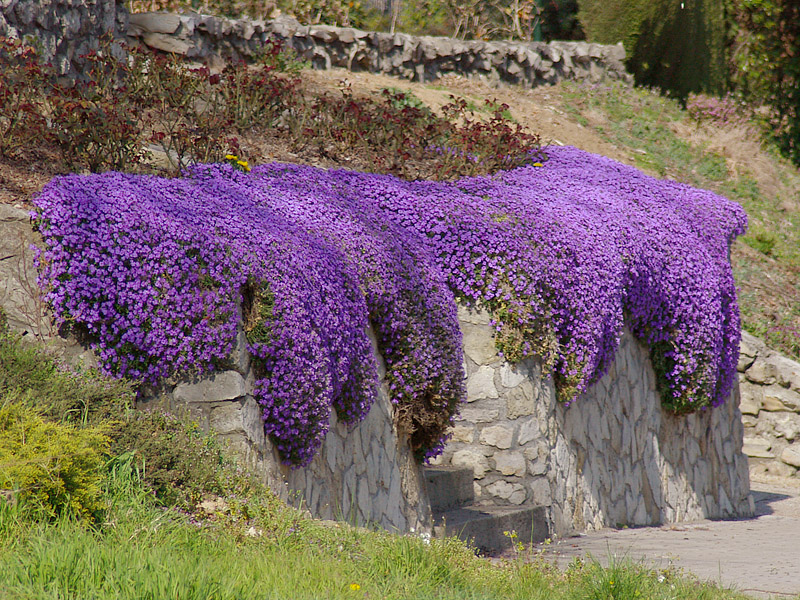 aubrieta-blaumeise