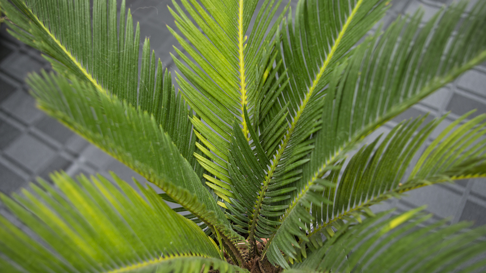 IMGP9045 Cycas revoluta