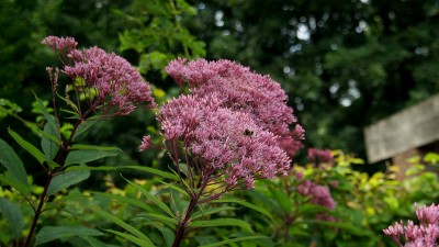 Natuurlijke borders