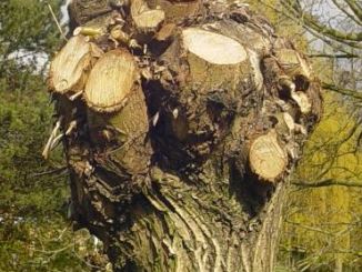 Salix alba (knotwilg)