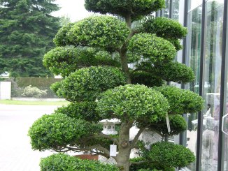 Ilex crenata vormsnoei (archief)